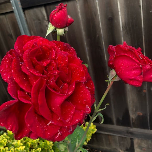 Meet your Posher, Makena - Picture 1 of 1